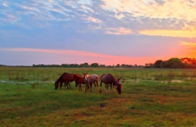 Fazenda para venda em Corumbá